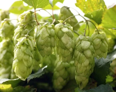 Craft A Custom Brewing Corner: Nurturing Hops Proves to Be Simple and Fulfilling